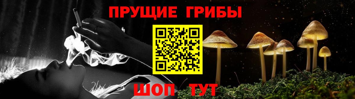 Псилоцибиновые грибы Psilocybe Барабинск